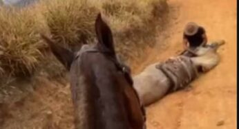 Bananal: Horse’s legs are severed by a machete during horseback riding; 21-year-old suspect confesses to cruel act