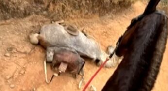 Homem que cortou as patas do cavalo: confissão de crueldade expõe limites da legislação atual