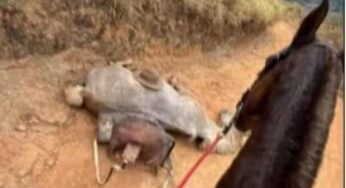 Crueldade em cavalgada de Bananal gera revolta e investigação: Cavalo não aguentou e teve as patas cortadas