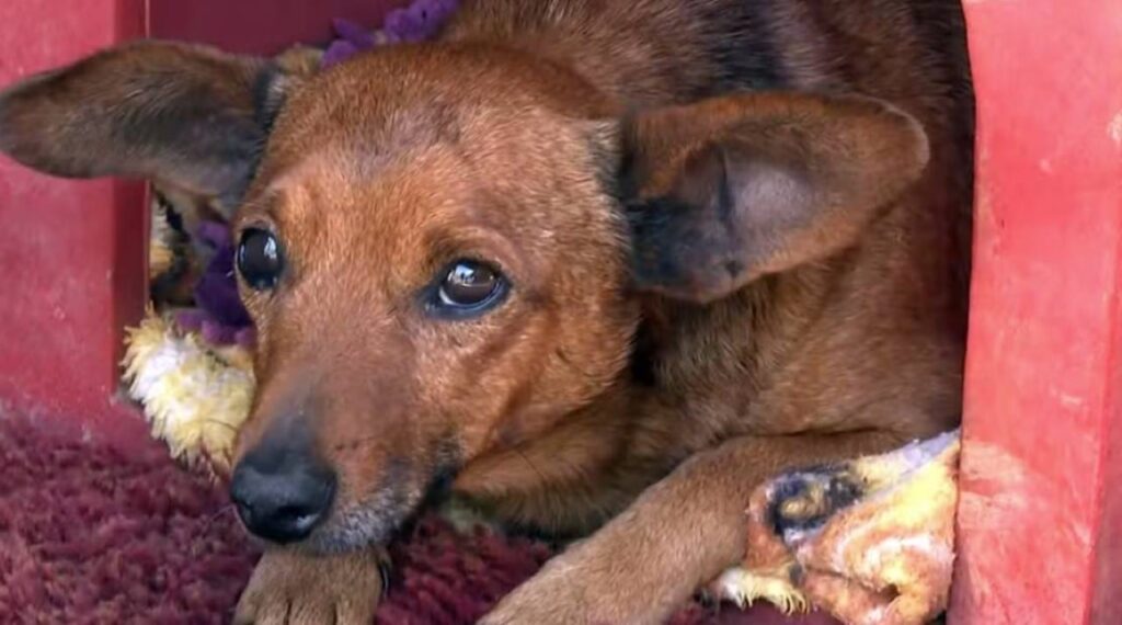 Unconditional love: dog walks 12 km to say goodbye to owner in Minas Gerais