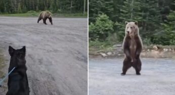 Mulher e cão enfrentam perseguição de urso em trilha de Kananaskis, Canadá