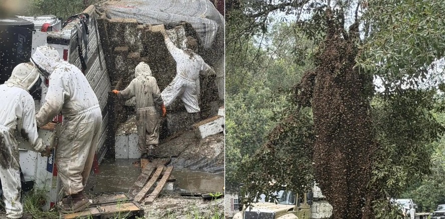 Dois milhões de abelhas escaparam após acidente com carreta nos EUA — Foto: Reprodução