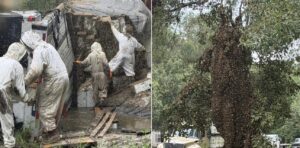Acidente com carreta libera 2 milhões de abelhas e mobiliza apicultores no Texas