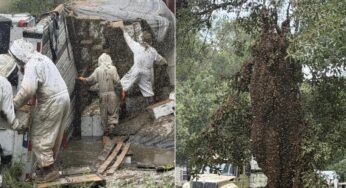 Acidente com carreta libera 2 milhões de abelhas e mobiliza apicultores no Texas