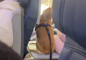 Cão em mesinha de avião causa revolta e levanta debate sobre higiene em voos