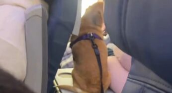 Cão em mesinha de avião causa revolta e levanta debate sobre higiene em voos