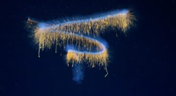 Expedição na costa do Brasil desvenda 31 novas espécies marinhas com aspecto alienígena