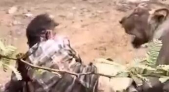 Pastor é atacado por leoa e fica imobilizado por 30 minutos na Índia