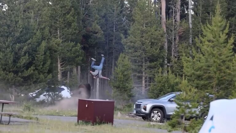 Homem é arremessado por bisão em Yellowstone, sofre fraturas e viraliza em vídeo de ataque inesperado