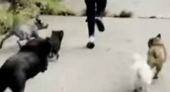 Cães perseguem e impedem tentativa de agressão sexual contra mulheres em Melbourne