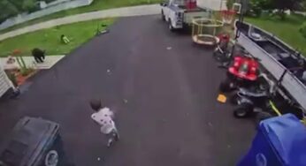 Cadela Bella impede ataque de urso negro a menino de 6 anos em Connecticut