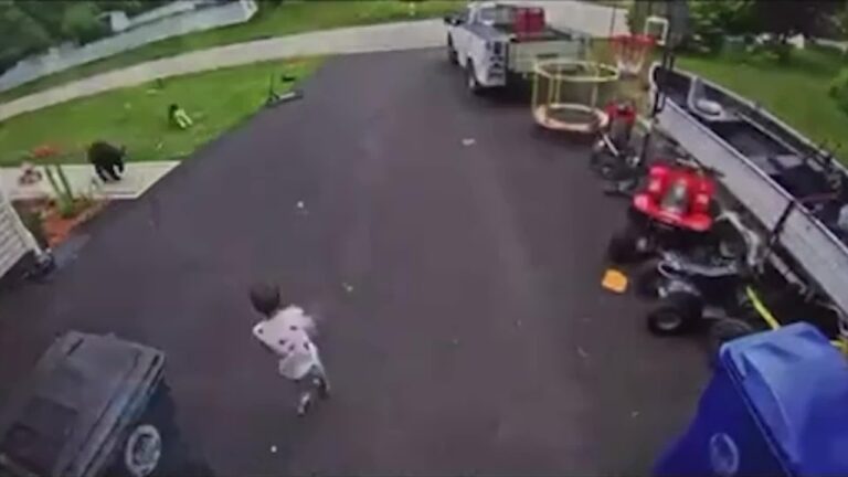 Cadela Bella impede ataque de urso negro a menino de 6 anos em Connecticut