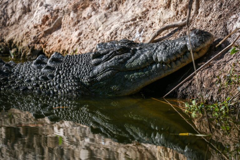 A criança foi atacada por 12 crocodilos — Foto: David Gray | AFP