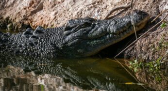 Menino de 3 anos passa por múltiplas cirurgias após ataque em jaula de crocodilos na Inglaterra
