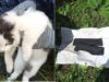 Gato com coleiras recheadas de drogas &eacute; interceptado em pris&atilde;o russa