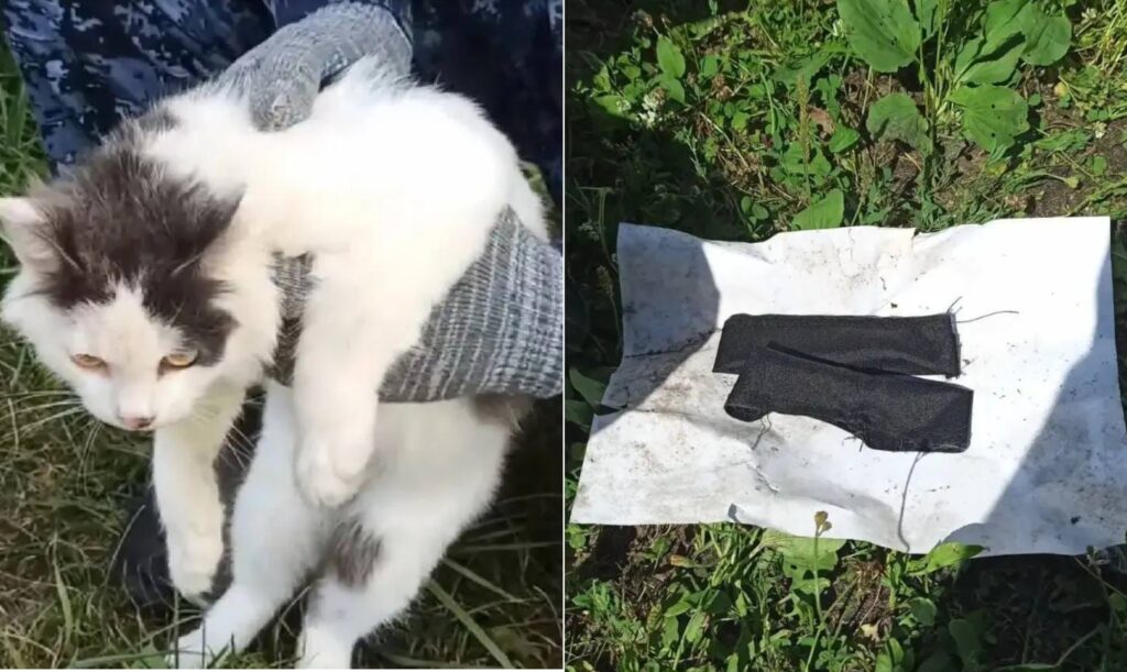 Gato foi pego com colares recheados de petis...drogas! &mdash; Foto: фсин