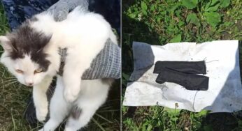 Gato com coleiras recheadas de drogas é interceptado em prisão russa