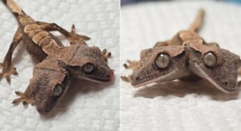 Lagartixa de duas cabeças surpreende biólogos e supera prognóstico de sobrevivência nos EUA