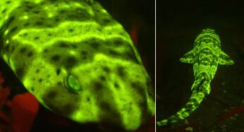 Biólogo descobre tubarão verde-neon com defesa singular nas Channel Islands