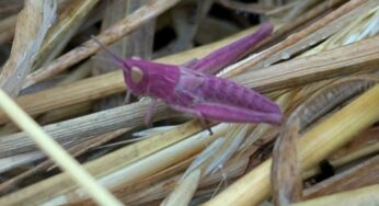 Descoberta em jardim inglês revela seis gafanhotos cor-de-rosa, fenômeno de 1 em 500 mil