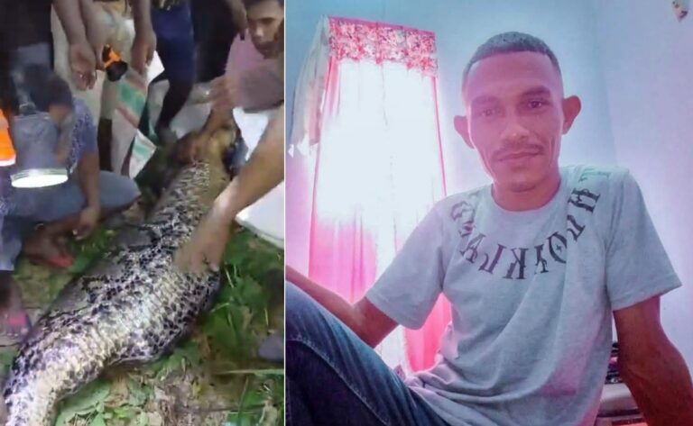Moradores acharam o corpo de Hasim Lumbessy dentro de píton na Indonésia — Foto: Reprodução