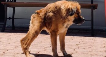 Cadela com síndrome rara conquista a internet e ecoa sucesso de guaxinim viral
