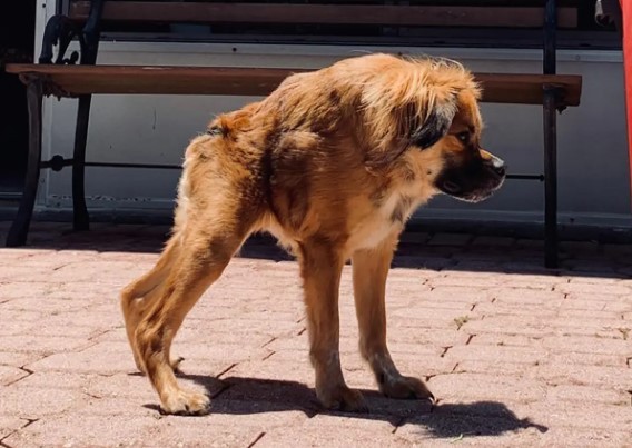 Tilly, spaniel tibetana de 7 anos com síndrome da coluna curta — Foto: Reprodução/Instagram