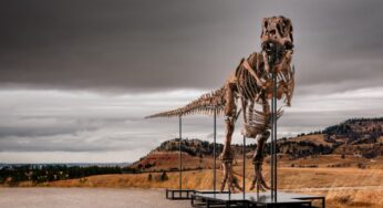 Fóssil de Tyrannosaurus rex Gus alcança US$ 50 milhões e estabelece novo recorde em leilão de Nova York