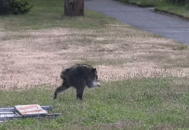 Quasi Modo, que ganhou o prêmio de "Cachorro mais feio do mundo" em 2015 — Foto: Reprodução