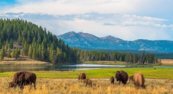 Yellowstone registra série de eventos incomuns com tremores, alerta vulcânico e ataque de bisão