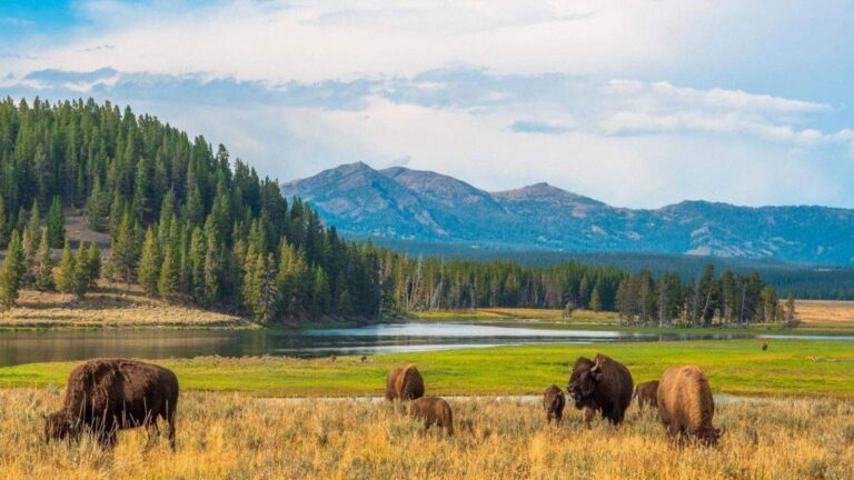 Parque Nacional de Yellowstone — Foto: Reprodução site do parque