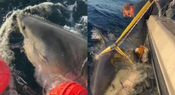 Maior tubarão-branco do Atlântico avança para Cape Cod, destino turístico dos EUA
