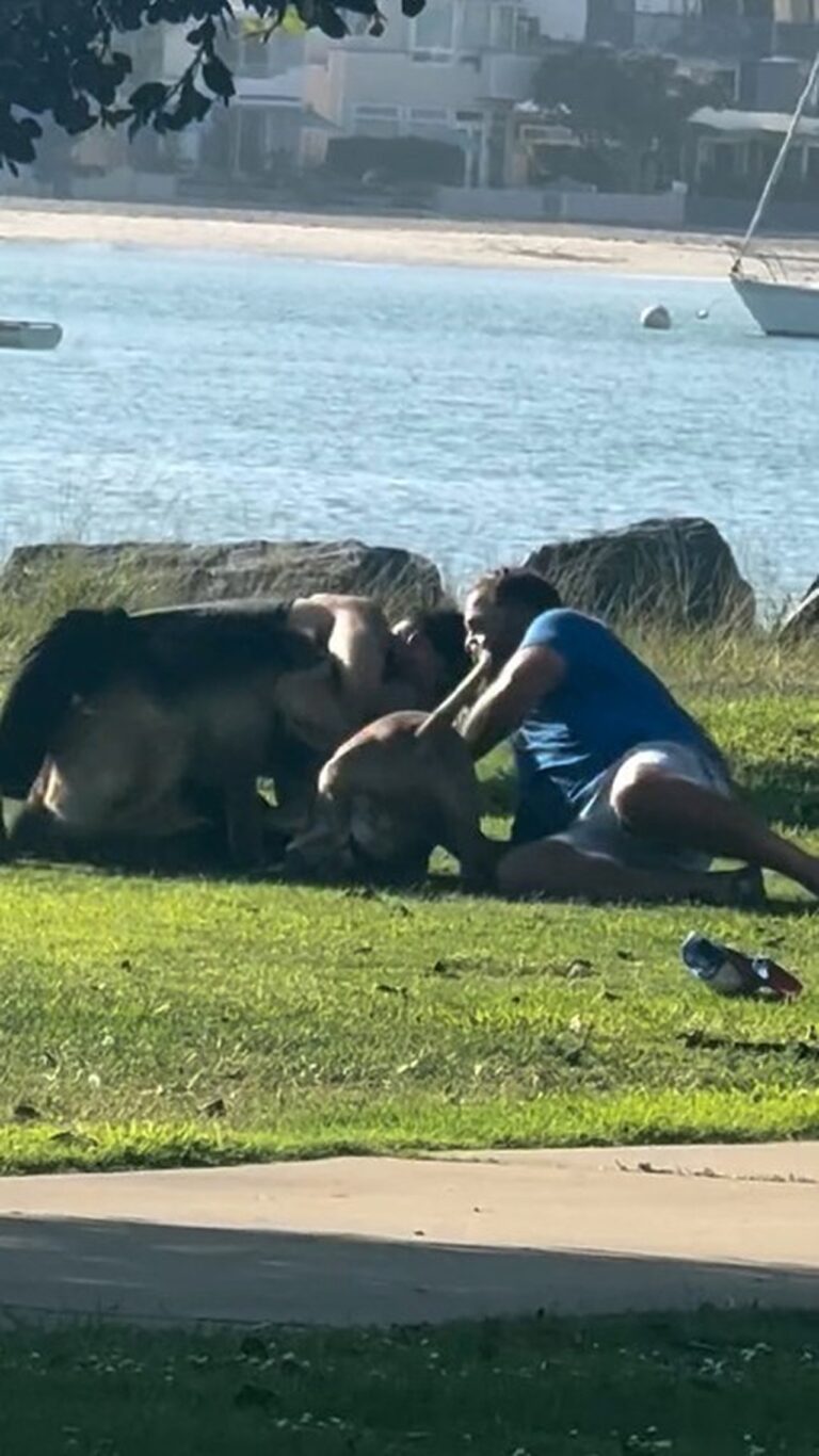 Briga entre homens em parque de San Diego ganha contornos violentos com ataque de cães