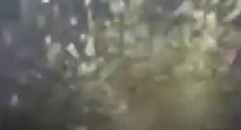 Infestação massiva de gafanhotos assusta moradores e ameaça lavouras no Daguestão, Rússia