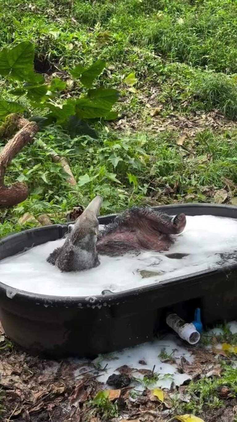 Tamanduá-bandeira faz sucesso na internet com banho de espuma relaxante em zoológico do Havaí