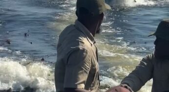 Hipopótamo persegue barco de turistas em Botsuana e vídeo de incidente viraliza nas redes