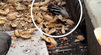 Guaxinim oportunista surpreende torcedores no Citi Field e viraliza com ‘mão misteriosa’ em Nova York