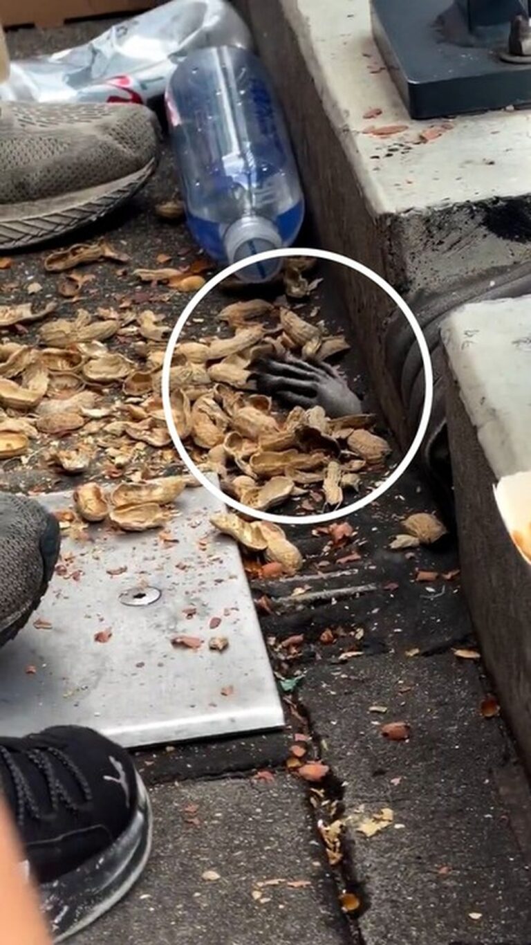 Guaxinim oportunista surpreende torcedores no Citi Field e viraliza com 'mão misteriosa' em Nova York