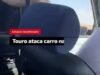 Touro investe contra carro e estilha&ccedil;a janela em festival rural na Espanha