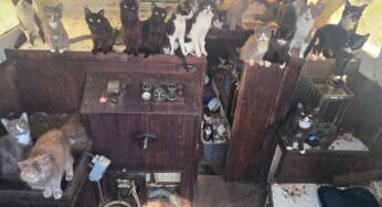 Polícia de Washington resgata mais de 30 gatos de barco abandonado em porto