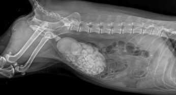 Cadela resgatada no México surpreende veterinários com 227 pedras retiradas da bexiga