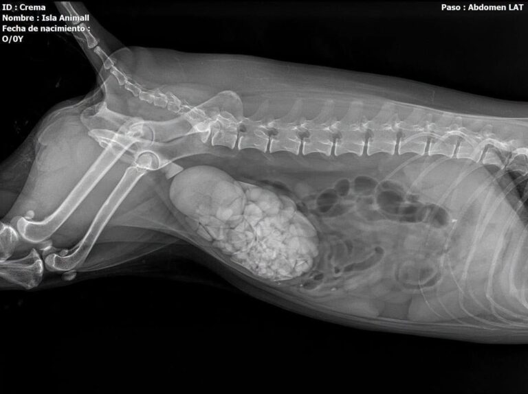 Cadela resgatada no México surpreende veterinários com 227 pedras retiradas da bexiga