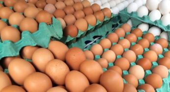 Recall Milionário: Mais de 1,5 Milhão de Dúzias de Ovos Retiradas do Mercado nos EUA por Surto de Salmonela