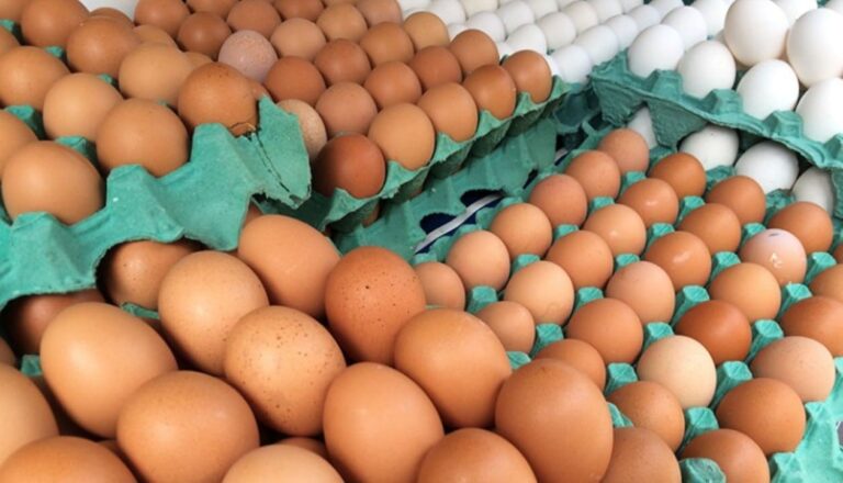 Recall Milionário: Mais de 1,5 Milhão de Dúzias de Ovos Retiradas do Mercado nos EUA por Surto de Salmonela