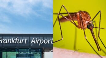 Fatalidades por malária no Aeroporto de Frankfurt levantam alerta sobre mosquito viajante