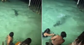 Crocodilo se aproxima de banhistas em Belize e autoridades reforçam alertas de segurança