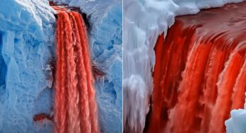 Descoberta na Antártica: Cascatas de Sangue abrigam vida marinha ancestral isolada há milênios