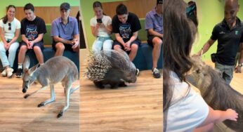 Zoológico do Bronx oferece experiências únicas de interação com animais em Nova York