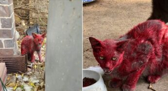 Felina de pelagem avermelhada mobiliza autoridades no Texas e ganha apelido macabro na internet