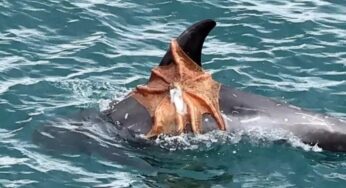 Batalha inusitada entre golfinho-de-risso e polvo é flagrada na costa inglesa